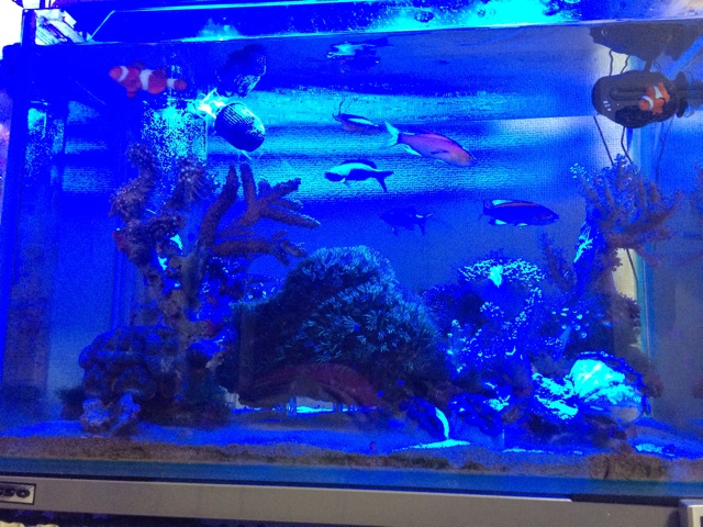f:id:marine_aqua:20140202224425j:plain f:id:marine_aqua:20140202224425j:plain