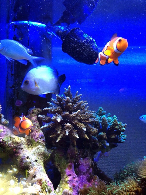 f:id:marine_aqua:20140317174538j:plain f:id:marine_aqua:20140317174538j:plain