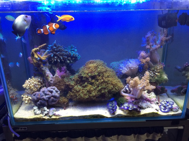 f:id:marine_aqua:20140317174721j:plain f:id:marine_aqua:20140317174721j:plain