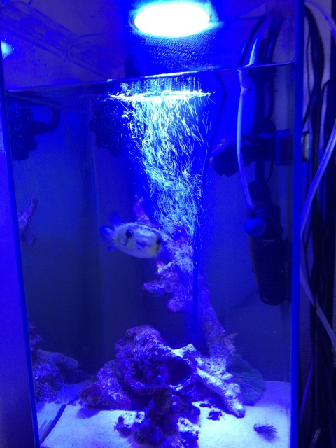 f:id:marine_aqua:20140317174748j:plain f:id:marine_aqua:20140317174748j:plain