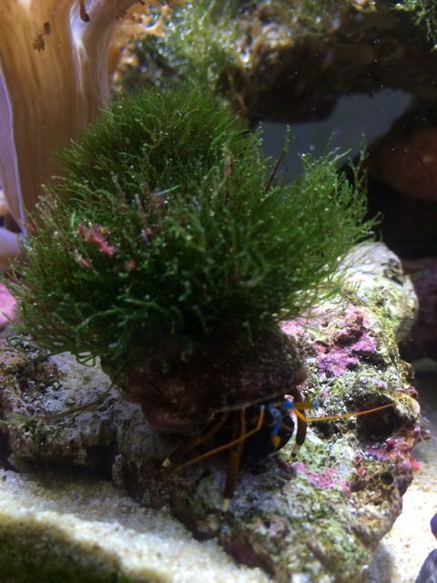 f:id:marine_aqua:20140324172939j:plain f:id:marine_aqua:20140324172939j:plain