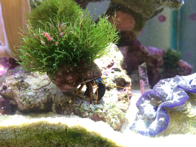 f:id:marine_aqua:20140324172955j:plain f:id:marine_aqua:20140324172955j:plain