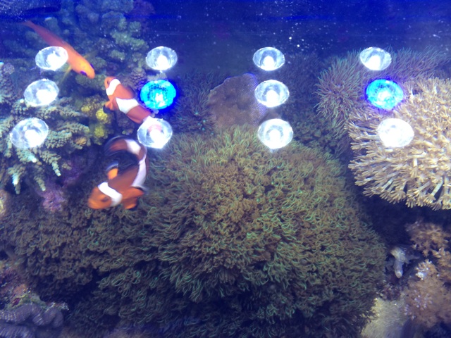 f:id:marine_aqua:20140331182412j:plain f:id:marine_aqua:20140331182412j:plain