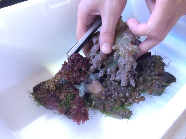 f:id:marine_aqua:20140414193150j:plain f:id:marine_aqua:20140414193150j:plain