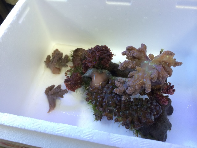 f:id:marine_aqua:20140414193258j:plain f:id:marine_aqua:20140414193258j:plain