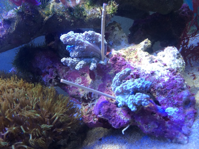 f:id:marine_aqua:20140414193343j:plain f:id:marine_aqua:20140414193343j:plain