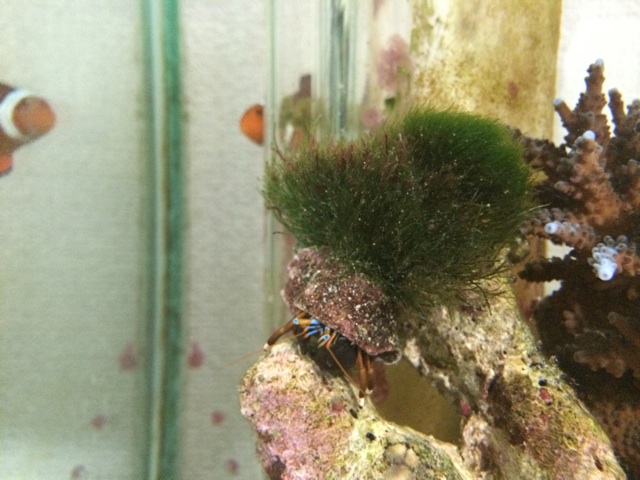 f:id:marine_aqua:20140414193517j:plain f:id:marine_aqua:20140414193517j:plain