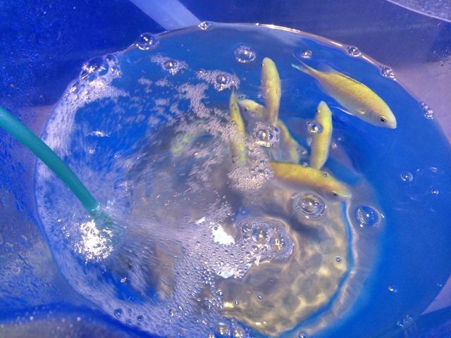 f:id:marine_aqua:20140421112659j:plain f:id:marine_aqua:20140421112659j:plain