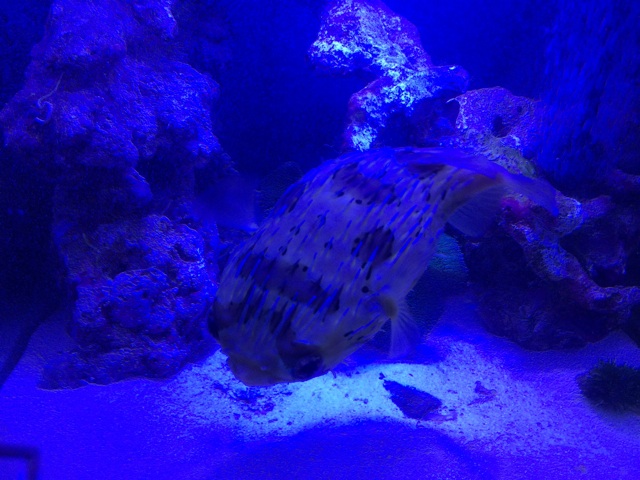 f:id:marine_aqua:20140428193744j:plain f:id:marine_aqua:20140428193744j:plain