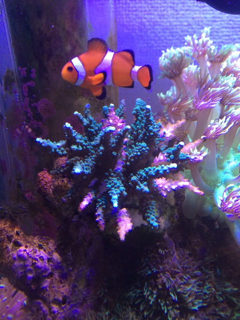 f:id:marine_aqua:20140520155142j:plain f:id:marine_aqua:20140520155142j:plain