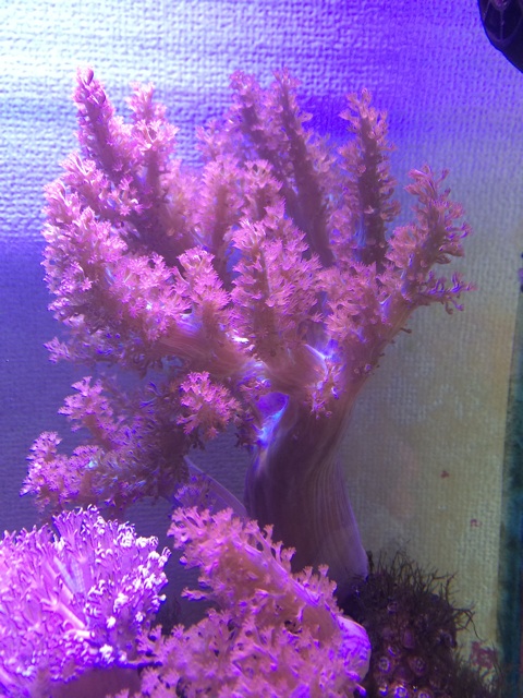 f:id:marine_aqua:20140520155218j:plain f:id:marine_aqua:20140520155218j:plain