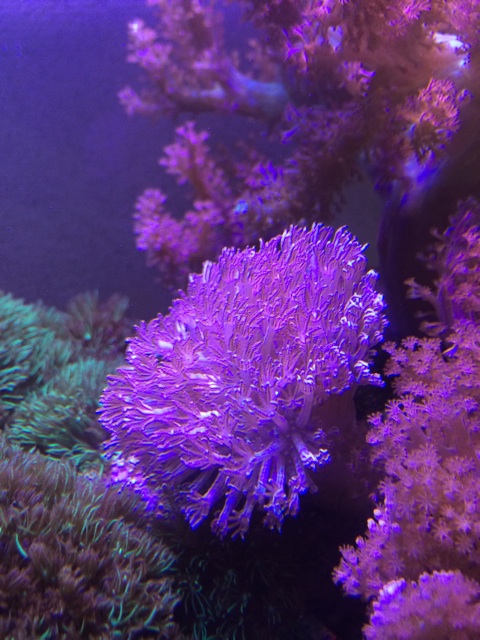 f:id:marine_aqua:20140520155249j:plain f:id:marine_aqua:20140520155249j:plain