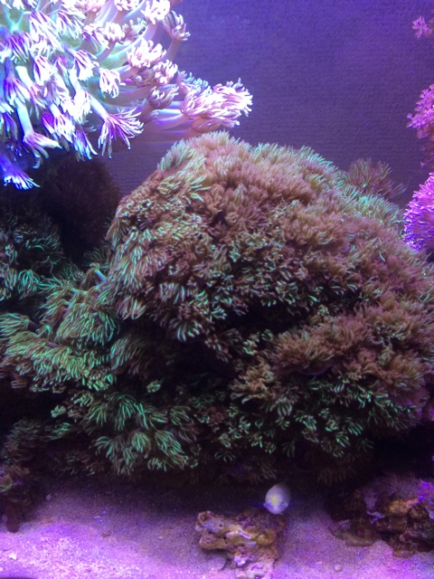 f:id:marine_aqua:20140520155319j:plain f:id:marine_aqua:20140520155319j:plain
