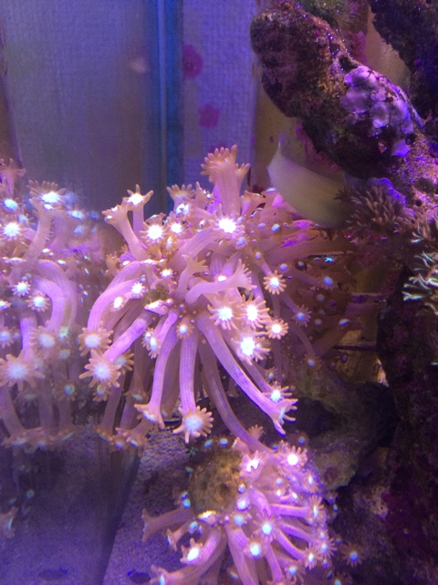 f:id:marine_aqua:20140520155357j:plain f:id:marine_aqua:20140520155357j:plain