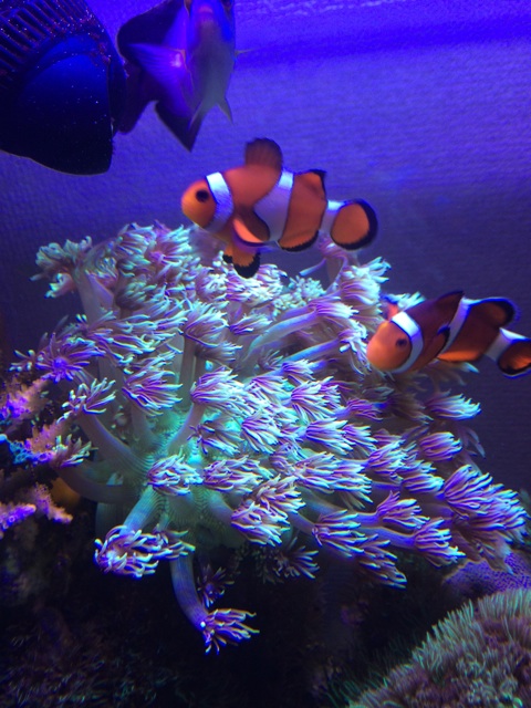 f:id:marine_aqua:20140520155432j:plain f:id:marine_aqua:20140520155432j:plain