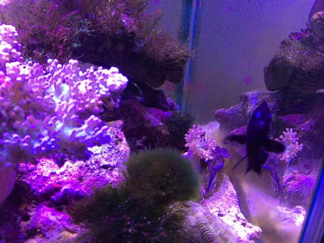 f:id:marine_aqua:20140602125951j:plain f:id:marine_aqua:20140602125951j:plain