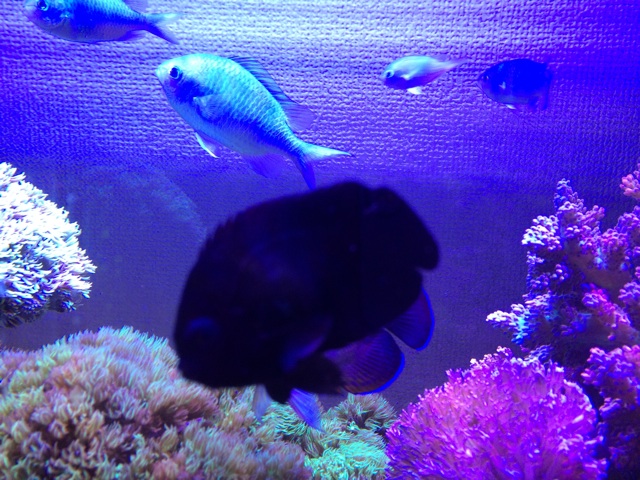 f:id:marine_aqua:20140602130101j:plain f:id:marine_aqua:20140602130101j:plain
