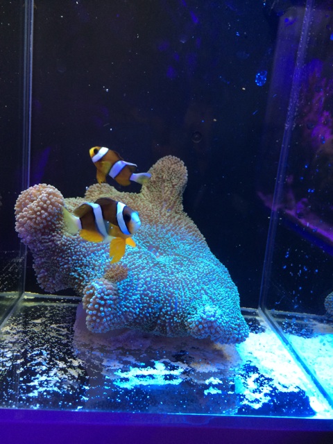 f:id:marine_aqua:20140602130540j:plain f:id:marine_aqua:20140602130540j:plain