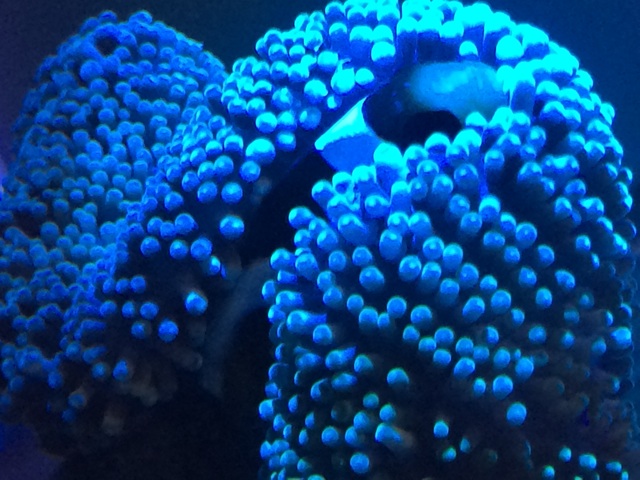 f:id:marine_aqua:20140602131022j:plain f:id:marine_aqua:20140602131022j:plain