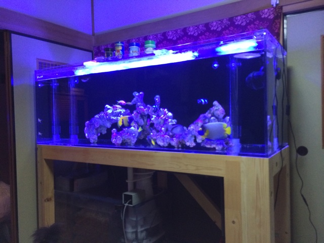 f:id:marine_aqua:20140609192917j:plain f:id:marine_aqua:20140609192917j:plain