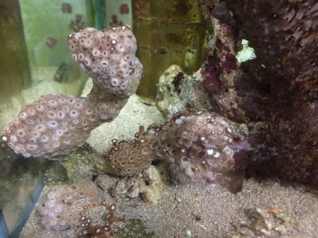 f:id:marine_aqua:20140616152009j:plain f:id:marine_aqua:20140616152009j:plain