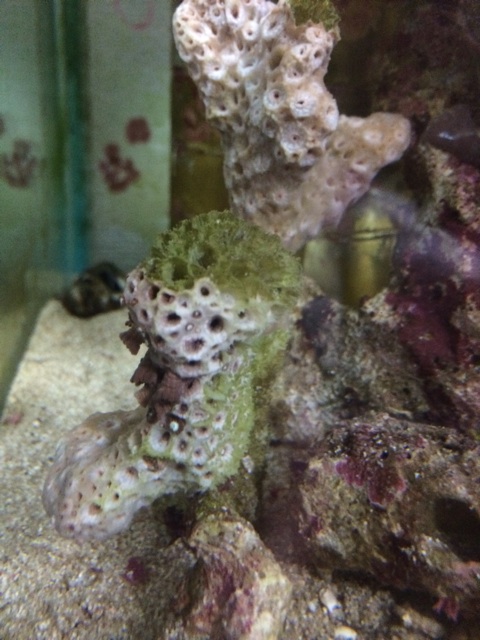 f:id:marine_aqua:20140616152035j:plain f:id:marine_aqua:20140616152035j:plain