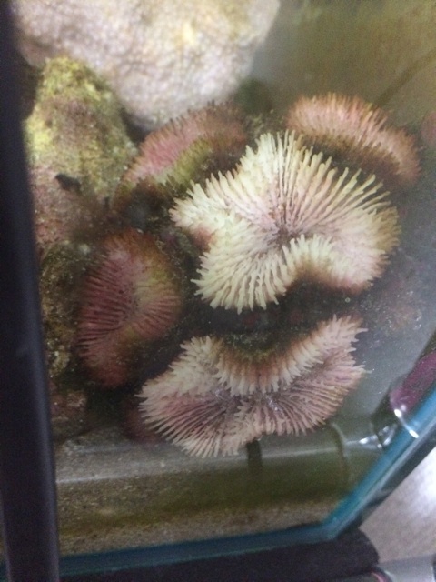 f:id:marine_aqua:20140707145244j:plain f:id:marine_aqua:20140707145244j:plain