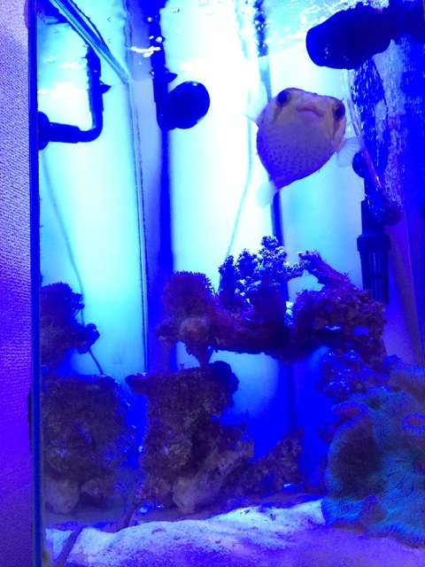 f:id:marine_aqua:20140728131300j:plain f:id:marine_aqua:20140728131300j:plain