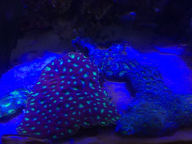 f:id:marine_aqua:20140816124302j:plain f:id:marine_aqua:20140816124302j:plain