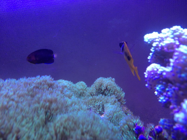 f:id:marine_aqua:20140816125901j:plain f:id:marine_aqua:20140816125901j:plain