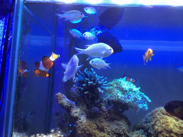 f:id:marine_aqua:20140816130003j:plain f:id:marine_aqua:20140816130003j:plain