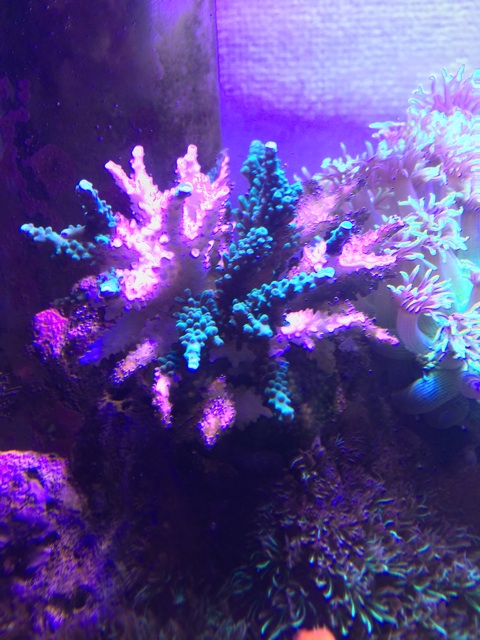f:id:marine_aqua:20140816130205j:plain f:id:marine_aqua:20140816130205j:plain