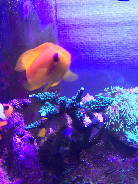 f:id:marine_aqua:20140816130326j:plain f:id:marine_aqua:20140816130326j:plain
