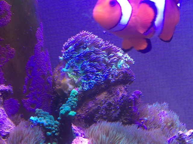f:id:marine_aqua:20140816130401j:plain f:id:marine_aqua:20140816130401j:plain