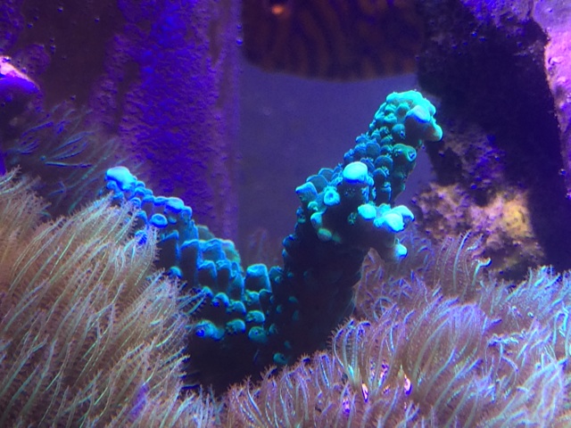 f:id:marine_aqua:20140816130427j:plain f:id:marine_aqua:20140816130427j:plain