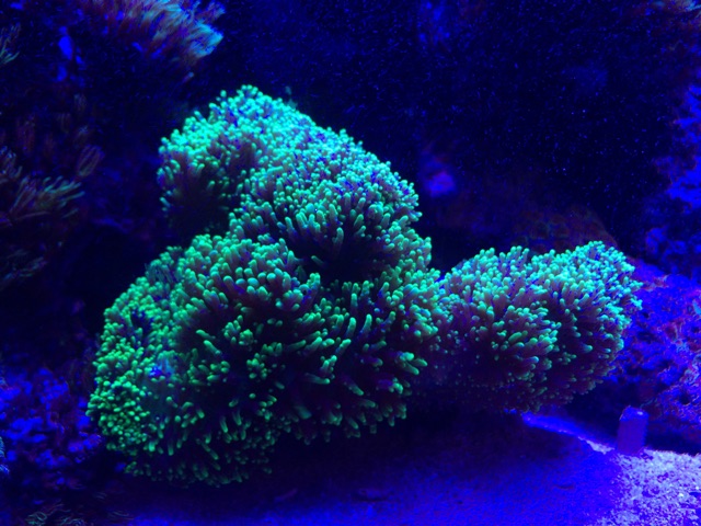 f:id:marine_aqua:20141109175615j:plain f:id:marine_aqua:20141109175615j:plain