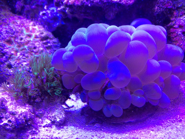 f:id:marine_aqua:20141109175706j:plain f:id:marine_aqua:20141109175706j:plain
