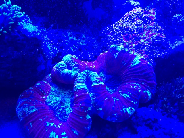 f:id:marine_aqua:20141109175750j:plain f:id:marine_aqua:20141109175750j:plain