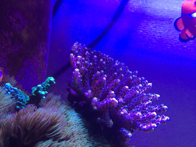 f:id:marine_aqua:20141118211727j:plain f:id:marine_aqua:20141118211727j:plain
