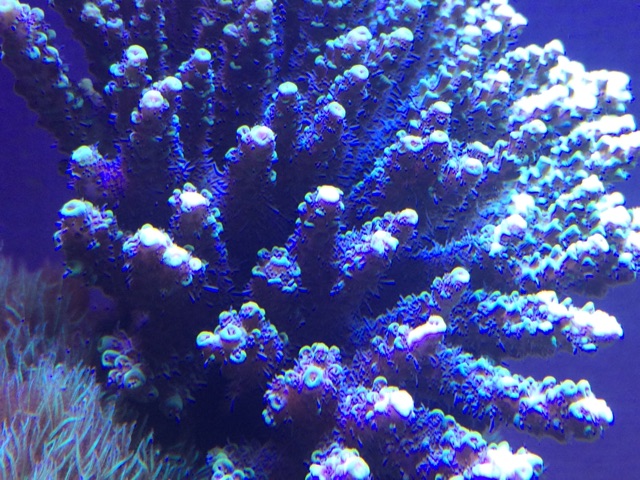 f:id:marine_aqua:20141119200335j:plain f:id:marine_aqua:20141119200335j:plain