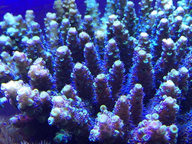 f:id:marine_aqua:20141119200443j:plain f:id:marine_aqua:20141119200443j:plain