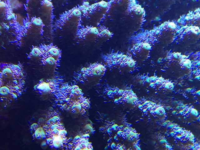 f:id:marine_aqua:20141119200524j:plain f:id:marine_aqua:20141119200524j:plain