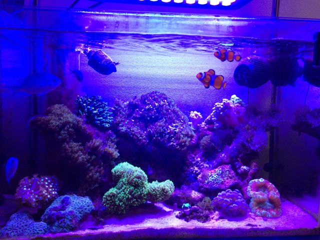 f:id:marine_aqua:20141119204854j:plain f:id:marine_aqua:20141119204854j:plain
