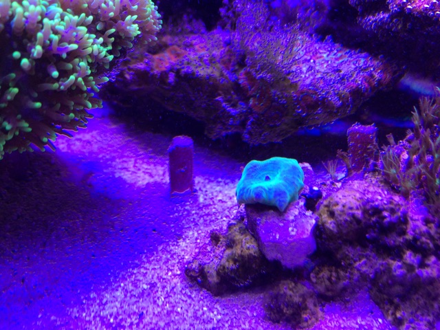 f:id:marine_aqua:20141122122236j:plain f:id:marine_aqua:20141122122236j:plain