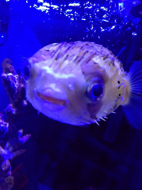 f:id:marine_aqua:20141130180314j:plain f:id:marine_aqua:20141130180314j:plain