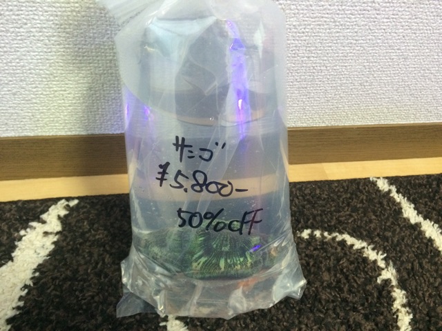 f:id:marine_aqua:20141130180404j:plain f:id:marine_aqua:20141130180404j:plain
