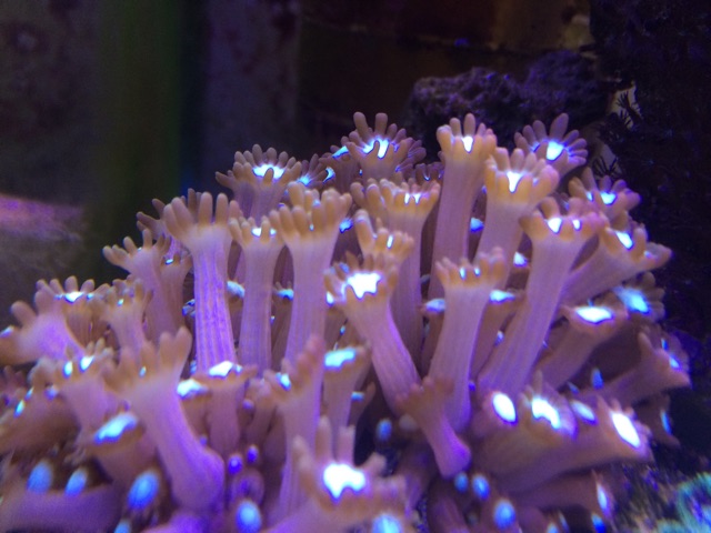 f:id:marine_aqua:20141130180635j:plain f:id:marine_aqua:20141130180635j:plain
