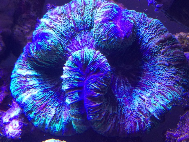 f:id:marine_aqua:20141130180907j:plain f:id:marine_aqua:20141130180907j:plain