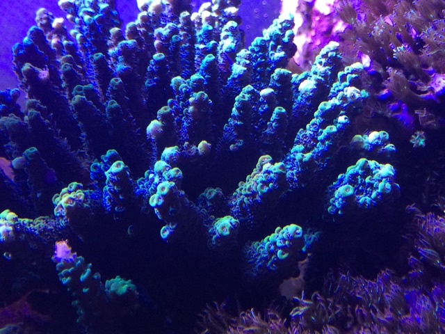 f:id:marine_aqua:20141130181104j:plain f:id:marine_aqua:20141130181104j:plain