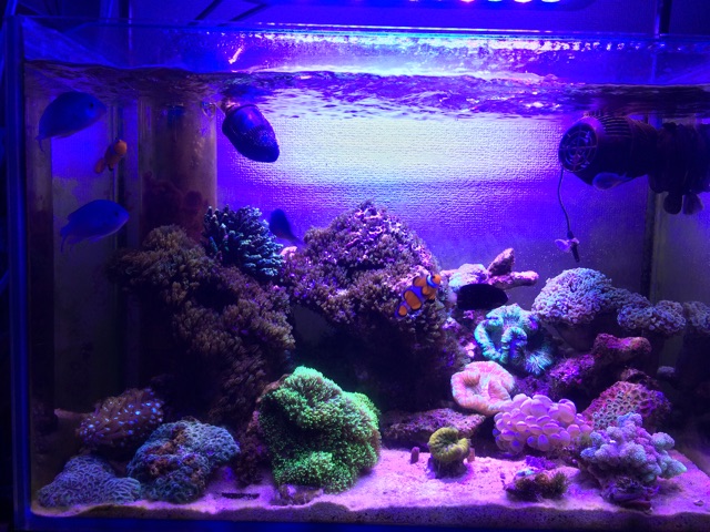 f:id:marine_aqua:20141130181326j:plain f:id:marine_aqua:20141130181326j:plain